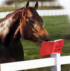 A horse wearing glasses